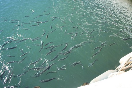 Marina De La Duquesa